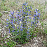 Echium vulgare - Gewöhnlicher Natternkopf