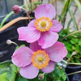 Anemone 'Bright Pink' - Herbstanemone