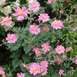 Anemone 'Serenade': Bild 1/2