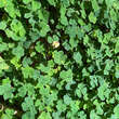 Oxalis acetosella: Bild 1/2