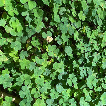 Oxalis acetosella