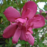 Hibiscus syr. 'Waltraud' - Eibisch