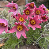 Pulsatilla vulgaris 'Rote Glocke' - Kuhschelle, Pelzanemone