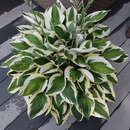 Hosta 'Patriot' - Funkie, Herzlilie