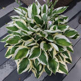 Hosta 'Patriot' - Funkie, Herzlilie