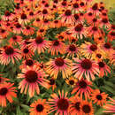 Echinacea purpurea 'Rainbow Marcella' - Sonnenhut
