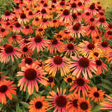 Echinacea purpurea 'Rainbow Marcella' - Sonnenhut