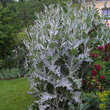 Onopordum nervosum: Bild 5/5