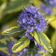 Caryopteris cland. 'Summer Sorbet': Bild 1/4