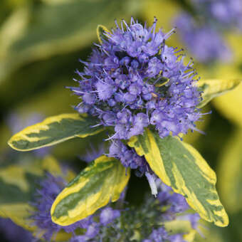 Caryopteris cland. 'Summer Sorbet'
