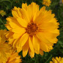 Heliopsis helianthoides 'Goldgefieder' - Sonnenauge