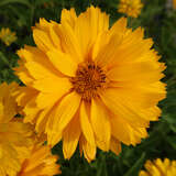 Heliopsis helianthoides 'Goldgefieder' - Sonnenauge