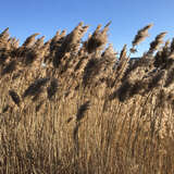 Phragmites australis - Schilf