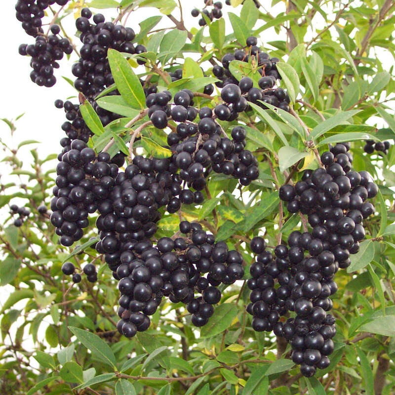 Liguster - Ligustrum vulgare 'Liga'