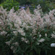 Persicaria polymorpha: Bild 7/11