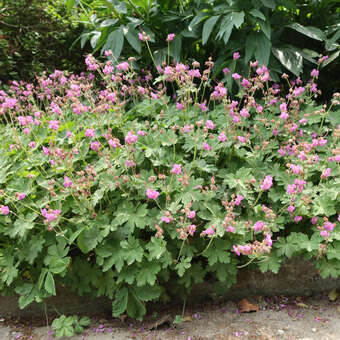 Storchschnabel - Geranium macrorrhizum 'Mytikas' - rosa