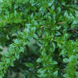 Berberis verruculosa: Bild 1/4