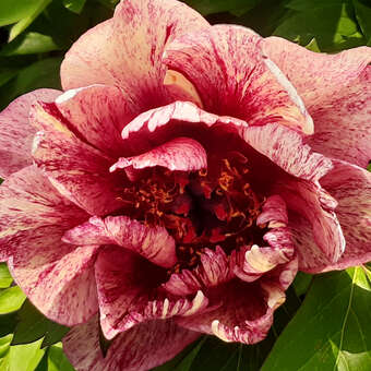 Paeonia Intersec. 'All That Jazz'