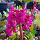 Bergenia 'Rotblum' - Riesensteinbrech