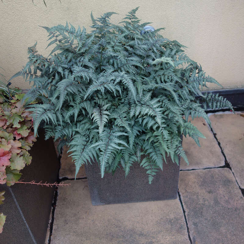 Frauenfarn - Athyrium niponicum pictum - buntlaubig
