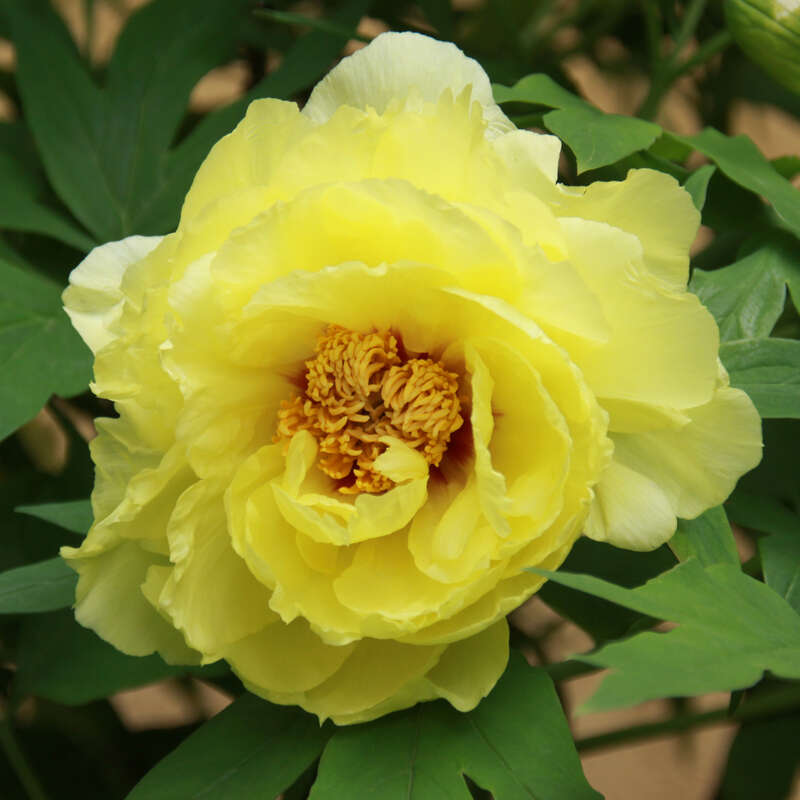 Strauch Pfingstrose Paeonia Suffruticosa Gelb Gelb