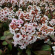 Bergenia 'Angel Kiss': Bild 2/2
