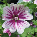 Malva orientalis 'Zebrina' - Malve