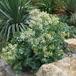 Crambe maritima: Bild 4/4