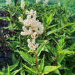 Persicaria polymorpha: Bild 6/11