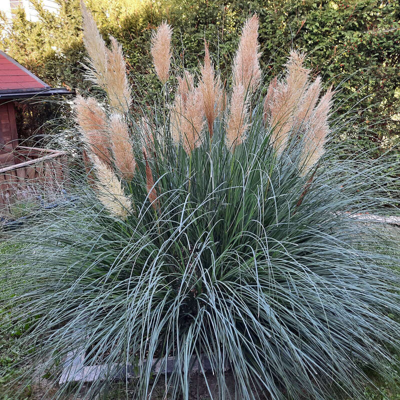 Zwerg-Pampasgras - Cortaderia selloana 'Pumila'