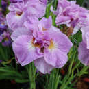 Iris sibirica 'Pink Parfait' - Sibirische Schwertlilie