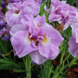 Iris sibirica 'Pink Parfait' - Sibirische Schwertlilie