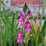 Gladiolus communis ssp. Byzanthinus - Wildgladiole, Byzanthische Siegwurz