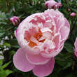 Paeonia lactiflora 'Lady Alexandra Duff': Bild 2/3