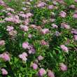 Spiraea japonica 'Pruhoniciana': Bild 1/4