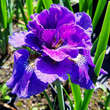 Iris sibirica 'Concord Crush': Bild 1/3
