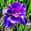 Iris sibirica 'Concord Crush' - Sibirische Schwertlilie