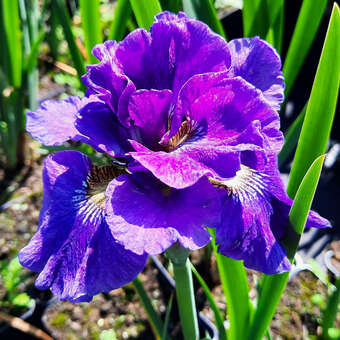 Iris sibirica 'Concord Crush'