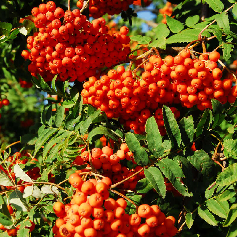 Mährische Eberesche Sorbus aucuparia 'Edulis' weiß