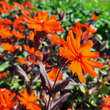 Lychnis arkwrightii 'Vesuvius': Bild 4/5