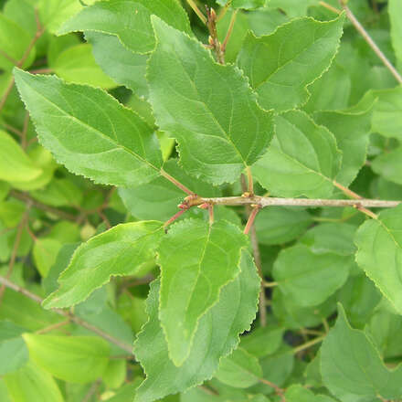 Kreuzdorn Rhamnus cathartica grün