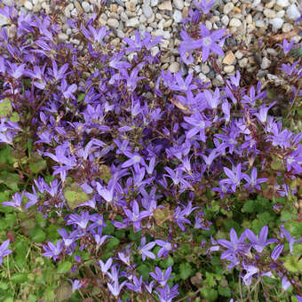 Polster-Glockenblume - Campanula poscharskyana - blau