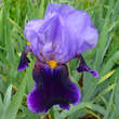 Iris germanica 'Magic Man': Bild 2/2