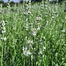 Lavandula angustifolia 'Arctic Snow' - Lavendel