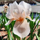 Iris germanica 'Constant Wattez' - Hohe Schwertlilie, Iris