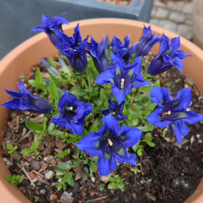 Enzian - Gentiana acaulis - blau