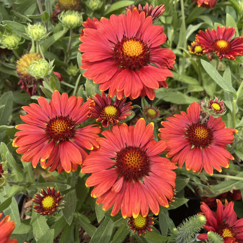 Kokardenblume Gaillardia Red Shades rot