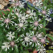 Centaurea pindicola 'Lobigowskii': Bild 2/4