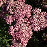 Achillea millef. 'New Vintage Rose' - Schafgarbe