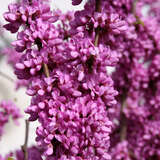 Cercis chinensis 'Avondale' - Chinesischer Judasbaum